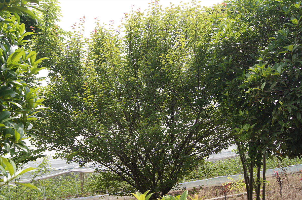 DSC09657_副本.jpg