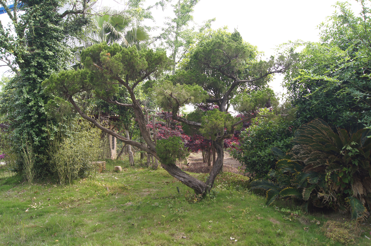 龍柏莊景_副本.jpg