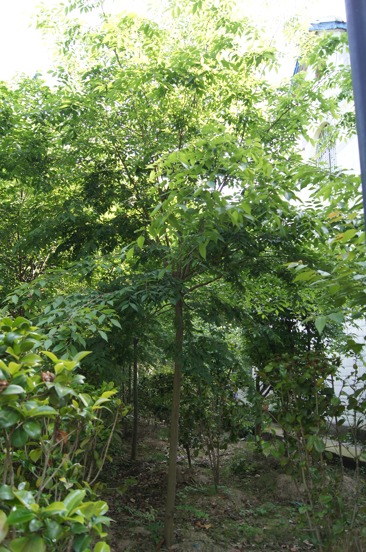 茶花