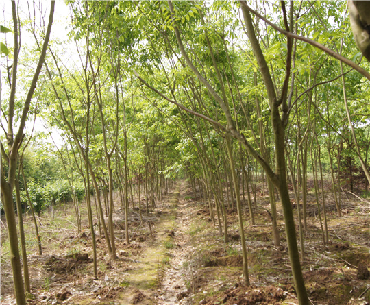 基地內(nèi)苗木