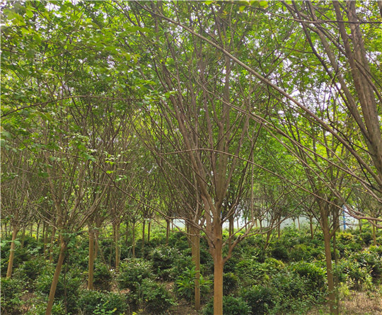 基地內(nèi)苗木