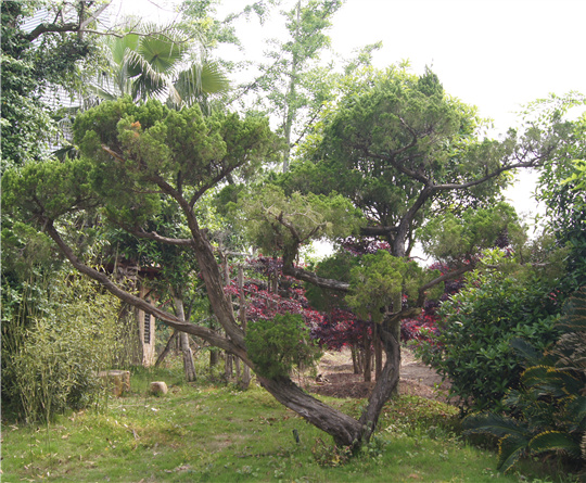 龍柏莊景