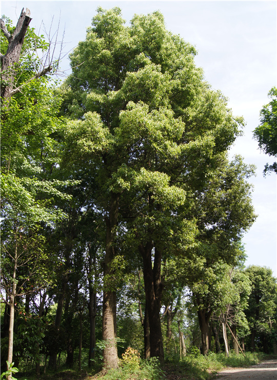 移植大樟樹(shù)