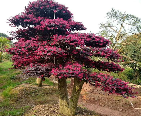 紅繼木