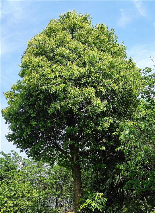 樟樹