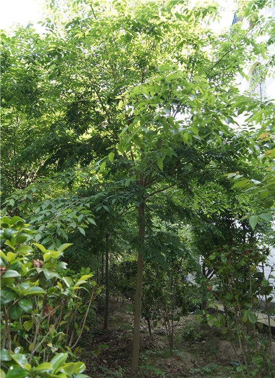 紅櫸樹