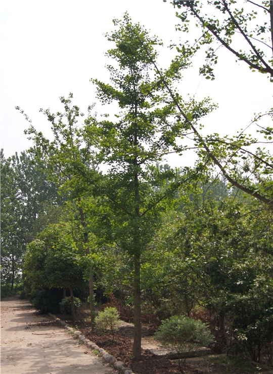 銀杏樹(shù)