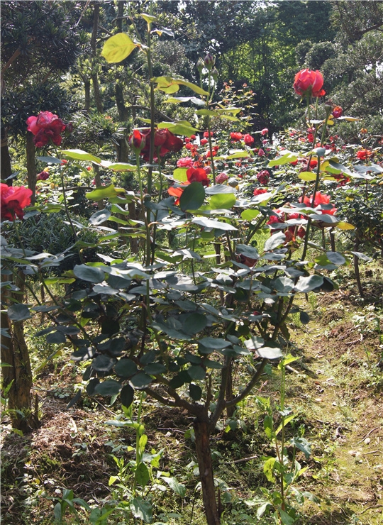 高桿月季