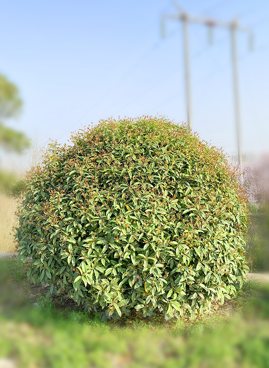 龍桂球   1.5m-3.5m