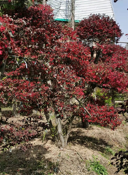 紅檵木樁景