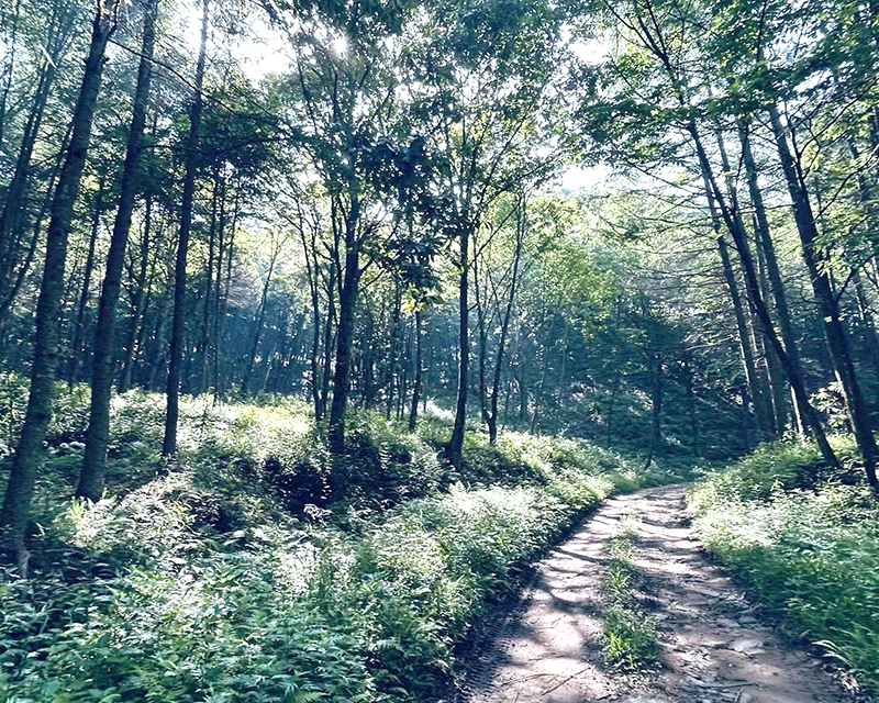 興山縣國有墳埫坪林場2021年宜昌市級森林經(jīng)營樣板基地